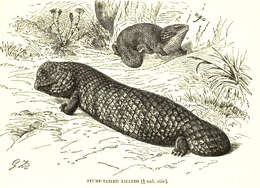 Image of Pinecone lizard