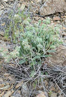 Image of silverleaf phacelia