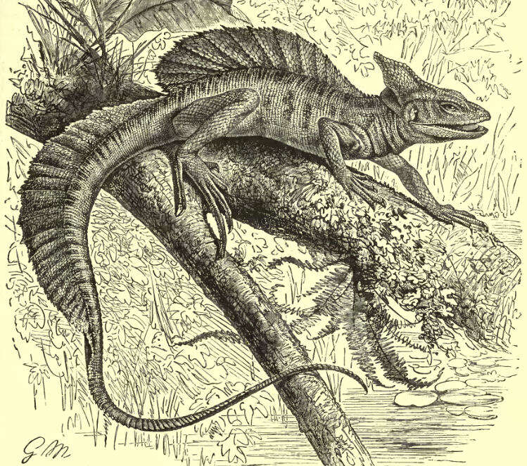 Image of Western Basilisk