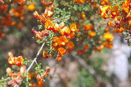 Image of Mirbelia oxylobioides F. Muell.
