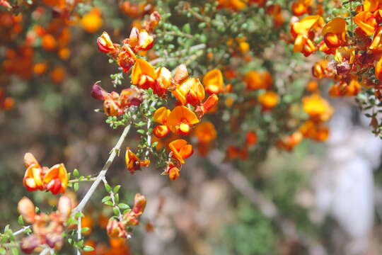 Plancia ëd Mirbelia oxylobioides F. Muell.