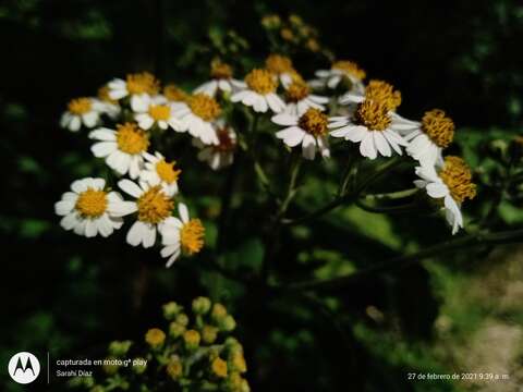 صورة Schistocarpha bicolor Less.