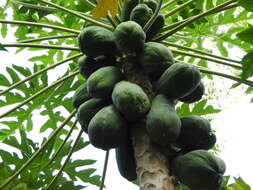 Image of papaya