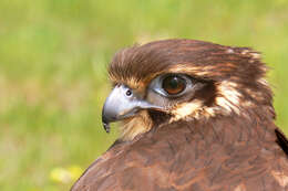 Image of Brown Falcon