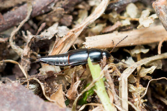 Image of Rove beetle