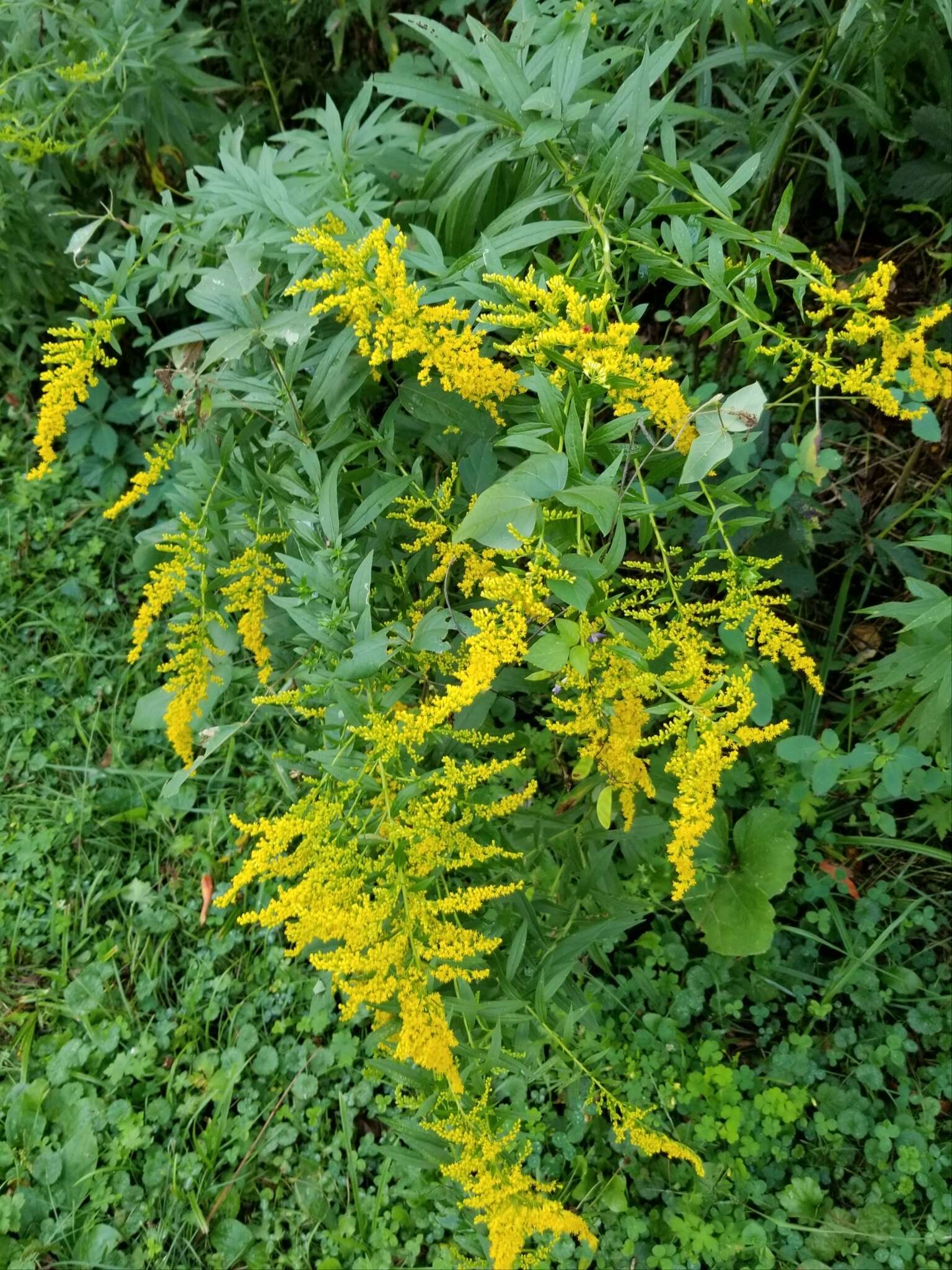 Image de <i>Solidago <i>canadensis</i></i> var. canadensis