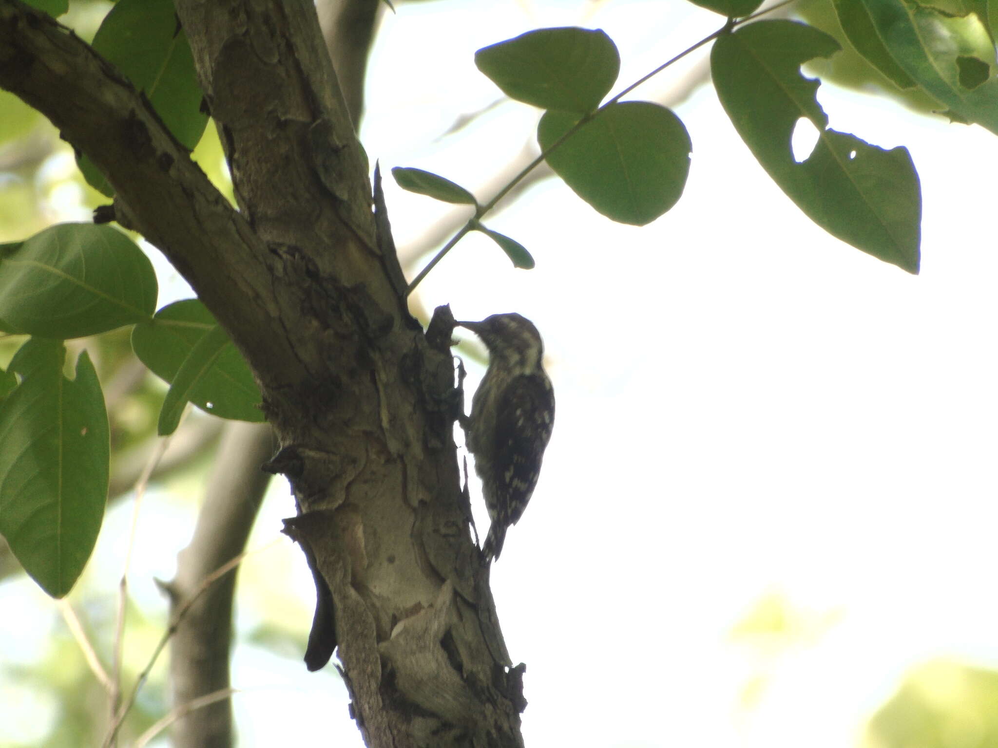 Image of Brown-capped Pygmy Woodpecker