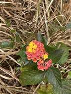 Image of nettleleaf shrubverbena