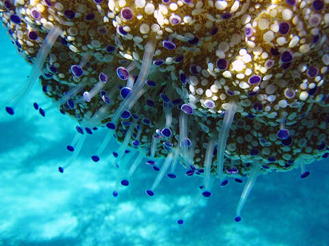 صورة Cotylorhiza Agassiz 1862