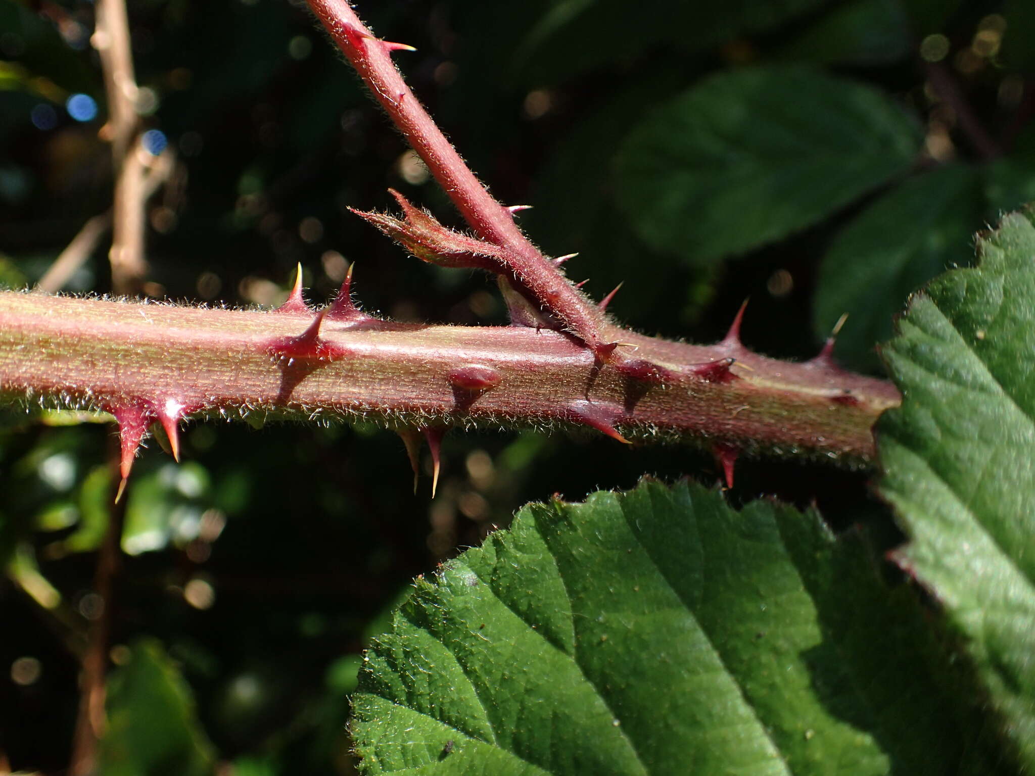 Слика од Rubus vestitus Weihe & Nees