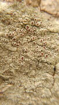 Image of rim lichen