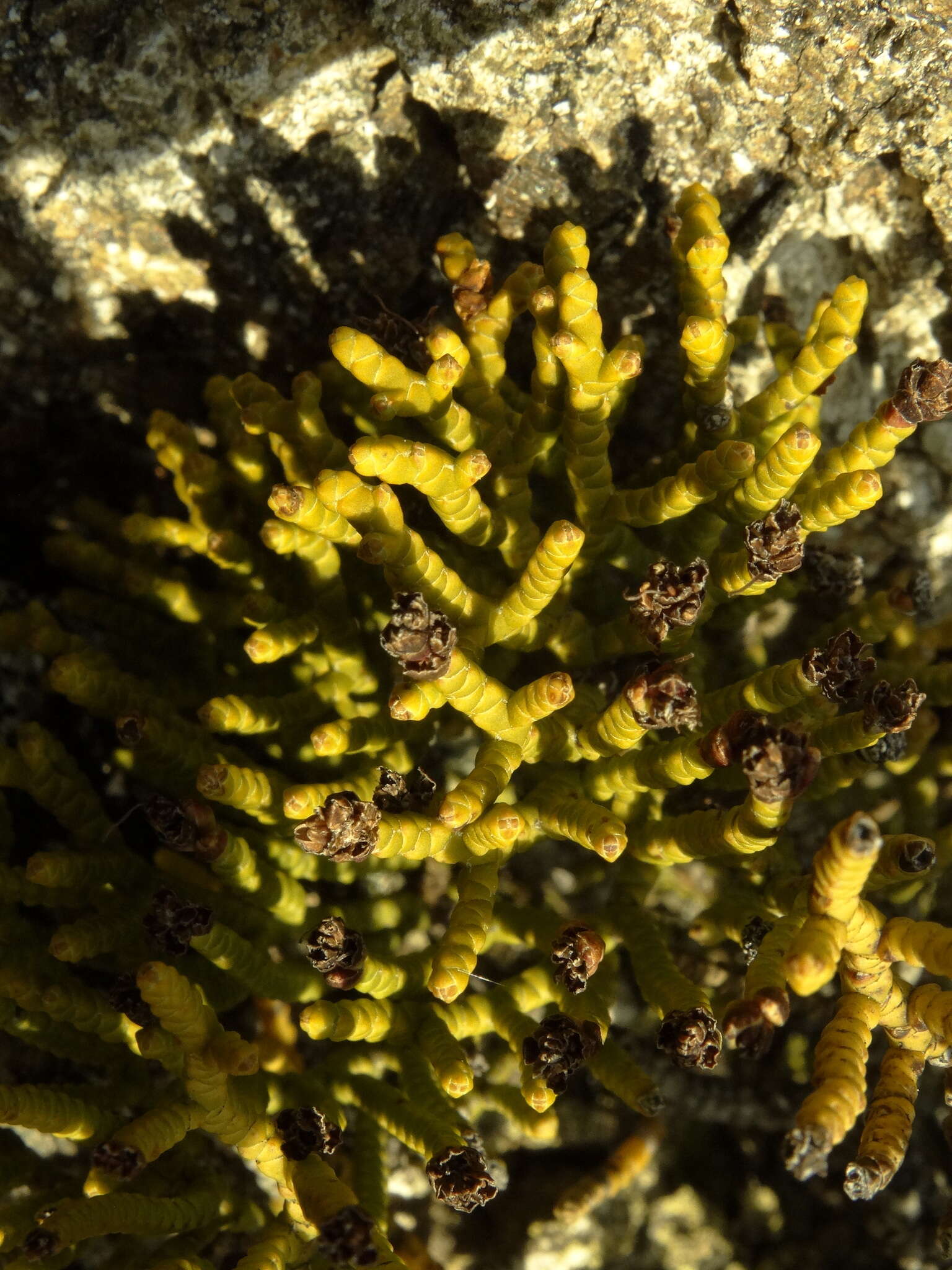 Image of Veronica annulata Cockayne