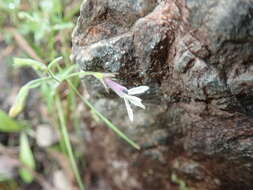 Imagem de Lobelia pubescens Aiton