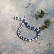 Image of Convict snake eel