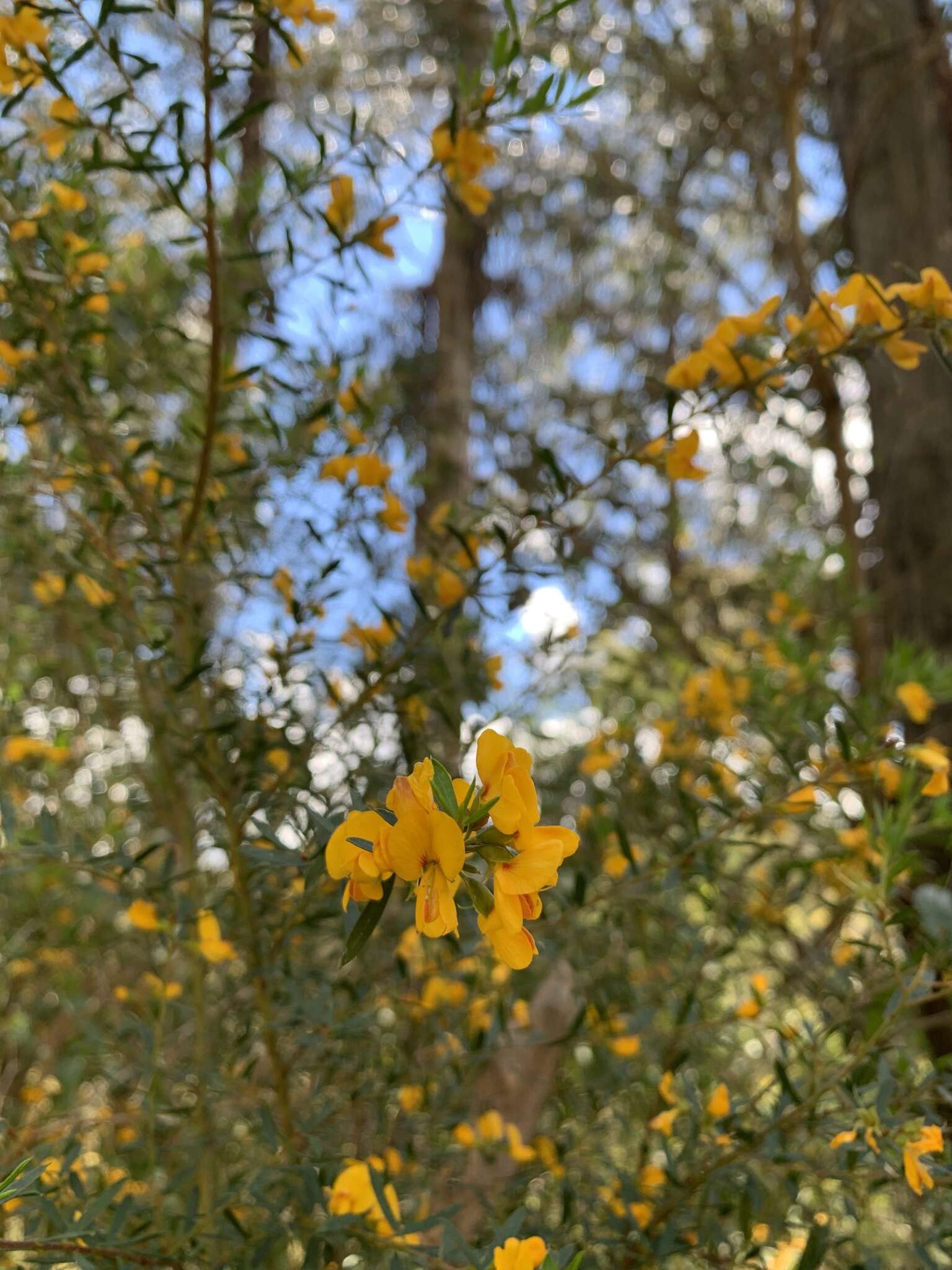 Image of Pultenaea forsythiana