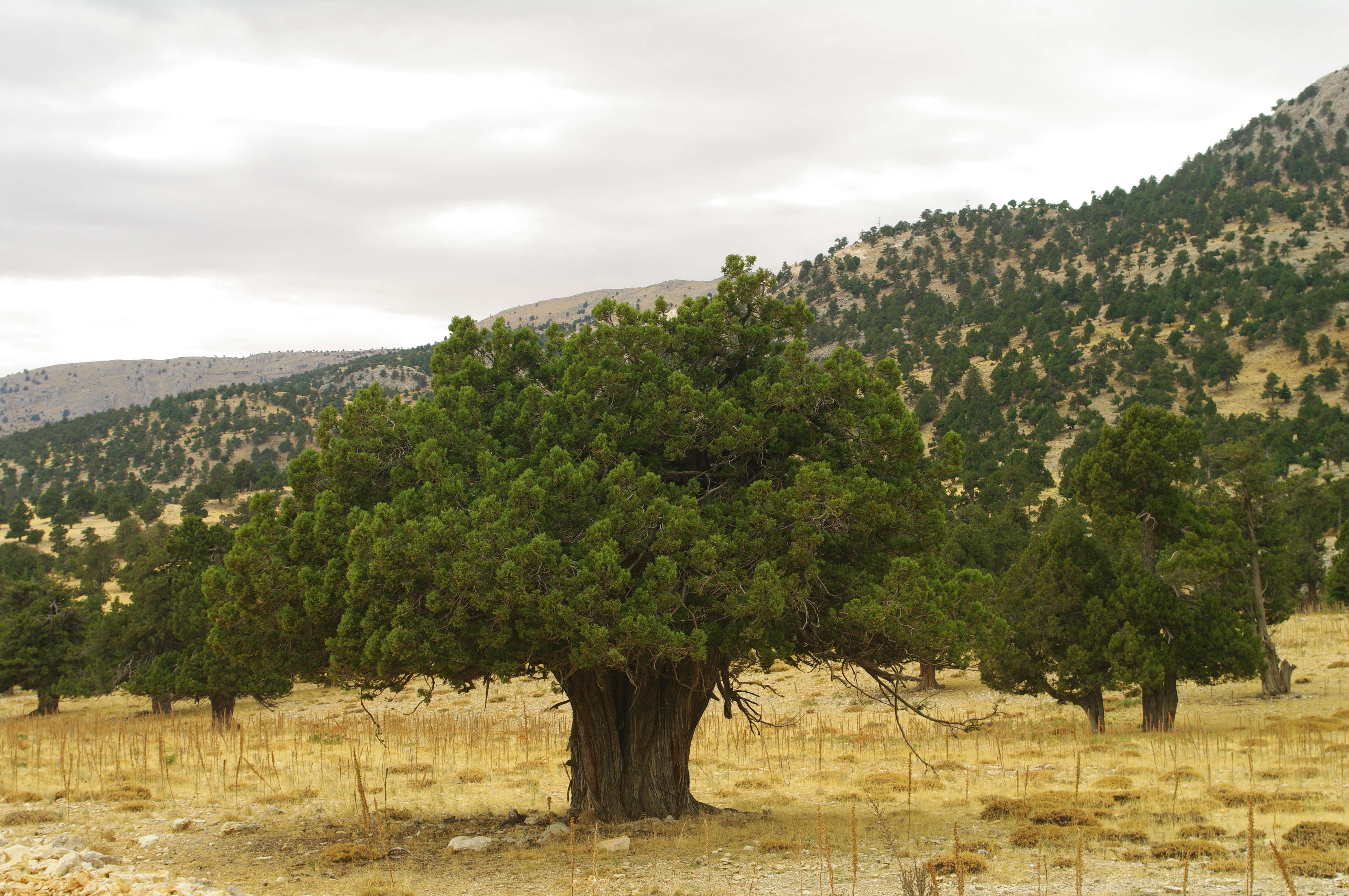 صورة عرعر متعالي