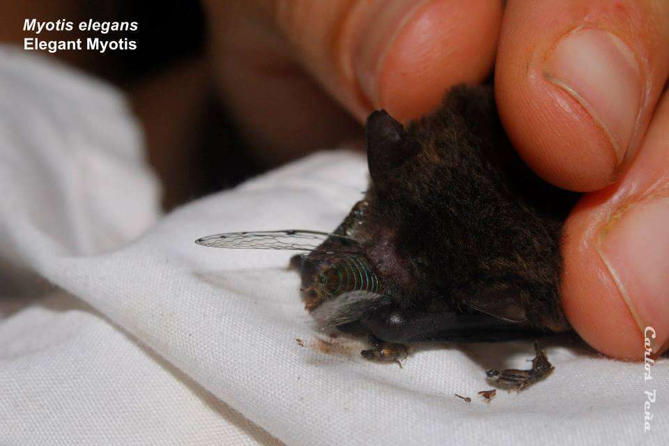 Image of Elegant Myotis