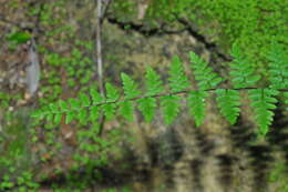 Image of Myriopteris microphylla (Sw.) Grusz & Windham