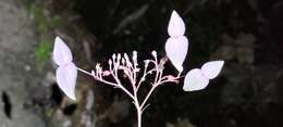 Image of Hydrangea densifolia (C. F. Wei) Y. De Smet & Granados