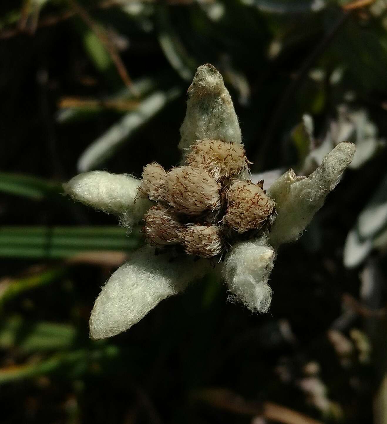 Image of Leontopodium ochroleucum Beauv.
