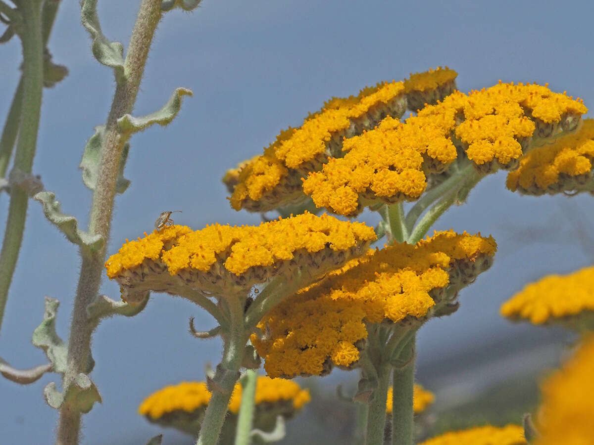 Imagem de Helichrysum dasyanthum (Willd.) Sw.