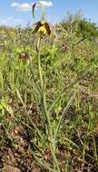 Image of spotted fritillary