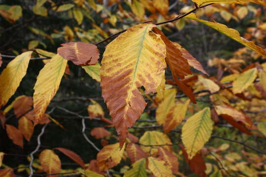 Image de Hêtre à grandes feuilles