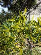 Image of European mistletoe