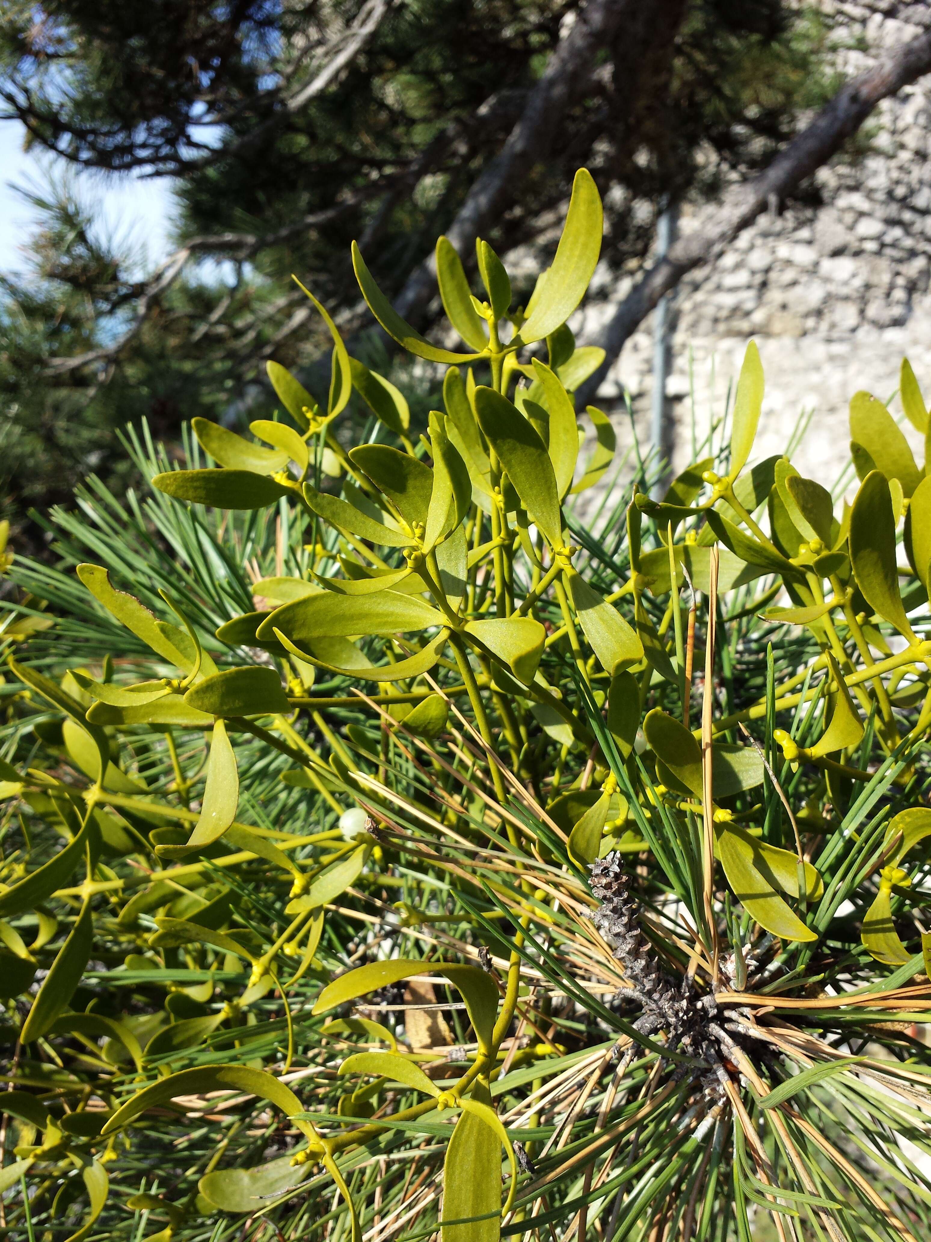 Image of European mistletoe