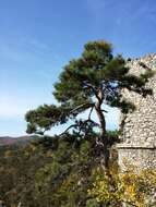 Image of European mistletoe