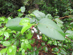 Image of Chiococca nitida Benth.