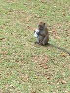 Image of Long-tailed Macaque