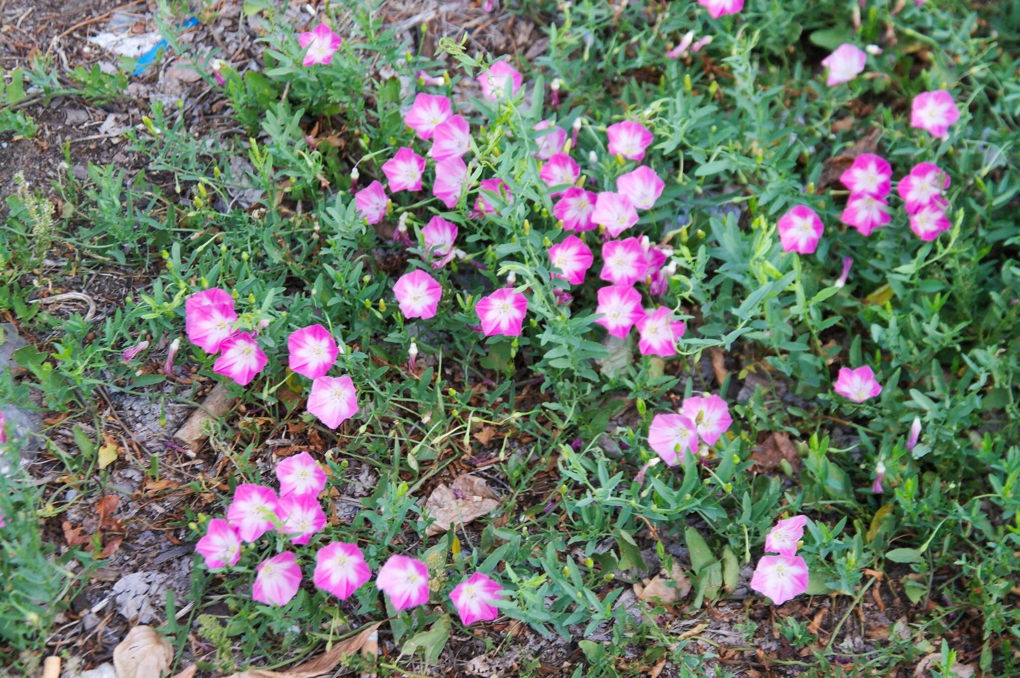 Image de Convolvulus chinensis Ker-Gawl.