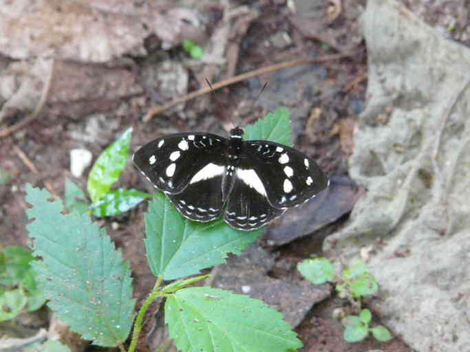 Image of Aterica galene Brown