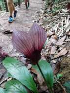 Sivun Tacca integrifolia Ker Gawl. kuva