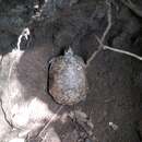 Image of Mexican Spotted Terrapin