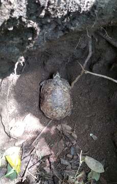 Image of Mexican Spotted Terrapin