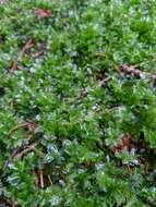 Image of many-fruited thyme-moss