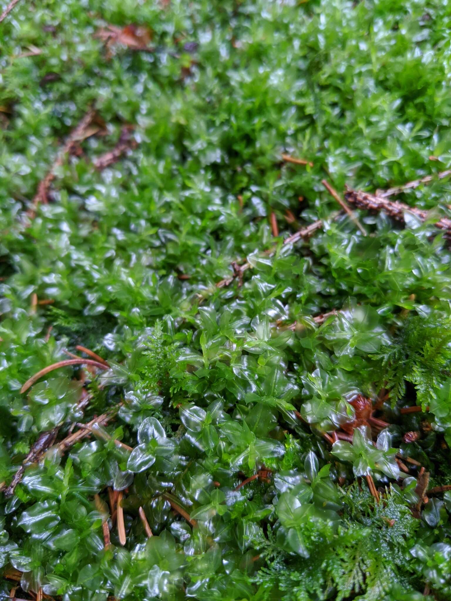 Image of many-fruited thyme-moss