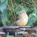 Image of Turdus grayi casius (Bonaparte 1855)