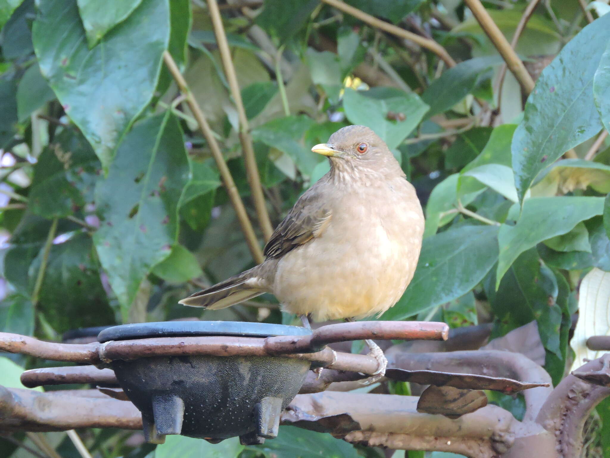 Imagem de Turdus grayi casius (Bonaparte 1855)