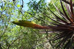 Image of Tillandsia rhomboidea André