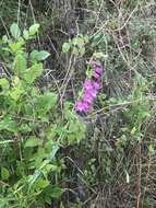 Image of bellflower beardtongue