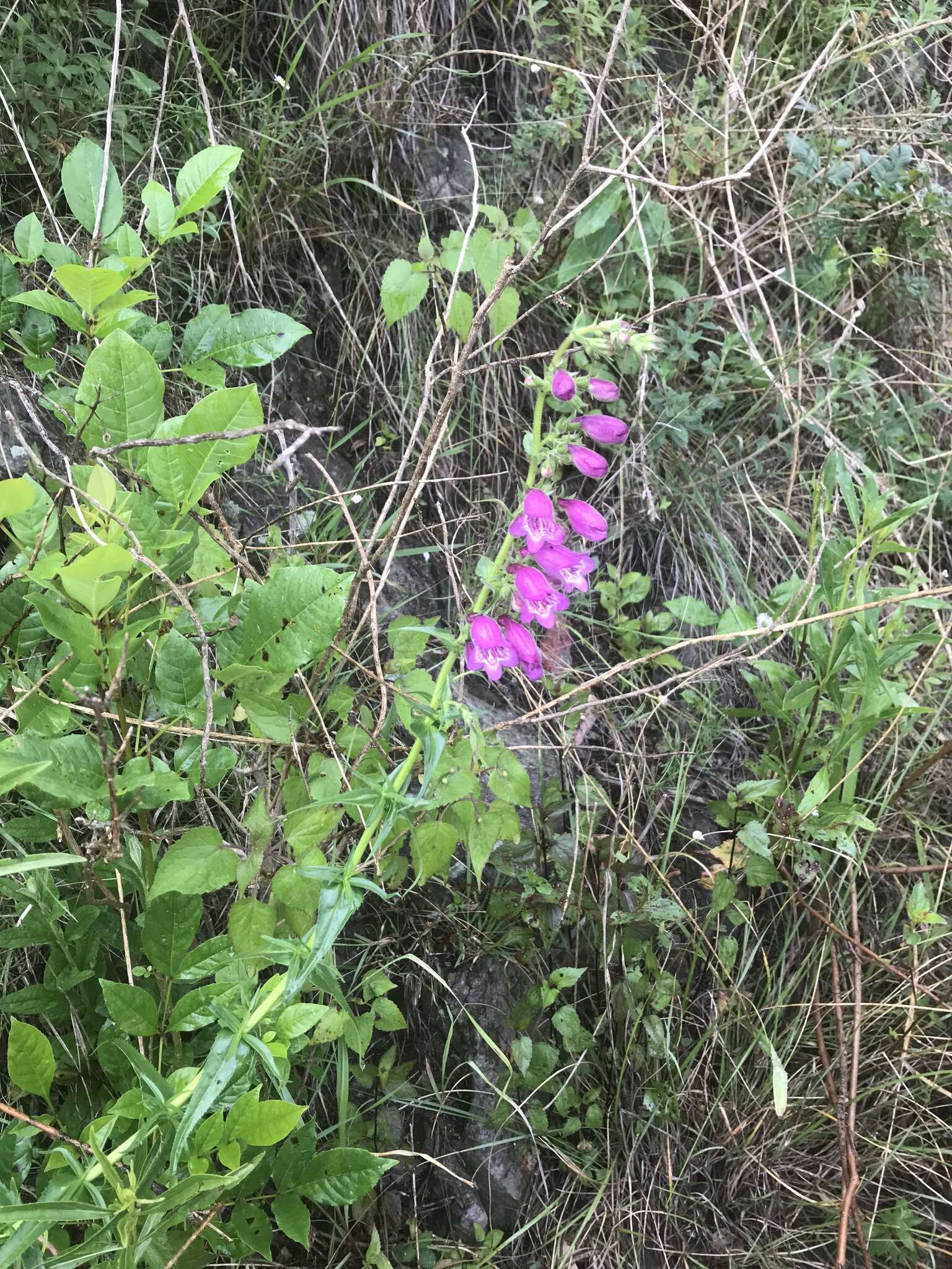 Image of bellflower beardtongue