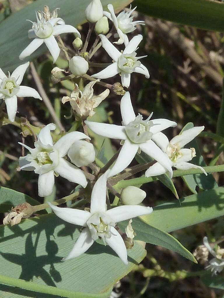 Image of Cynanchum acutum L.