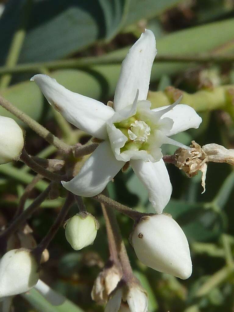 Image of Cynanchum acutum L.