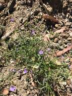 Image of California gilia