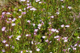 Imagem de Epilobium gunnianum Hausskn.