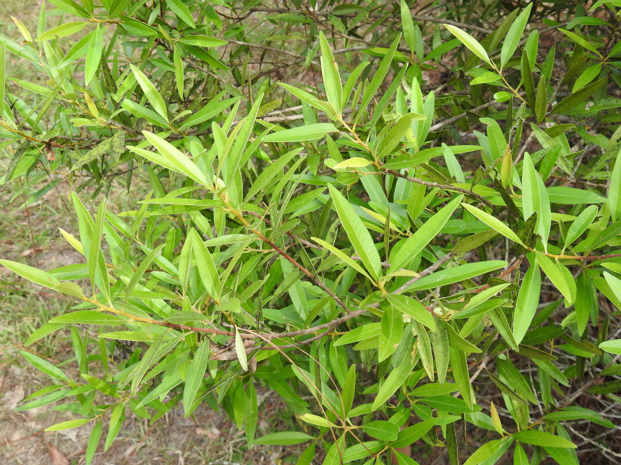 Image of Quassia bidwillii (Hook. fil.) Nooteboom