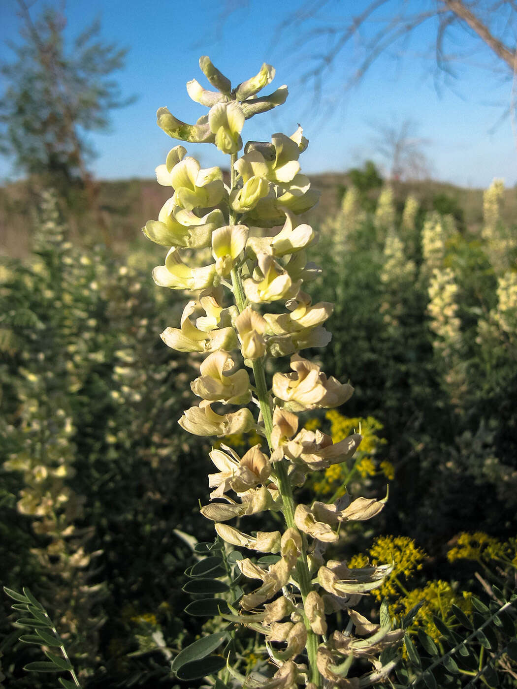 Слика од Sophora alopecuroides L.